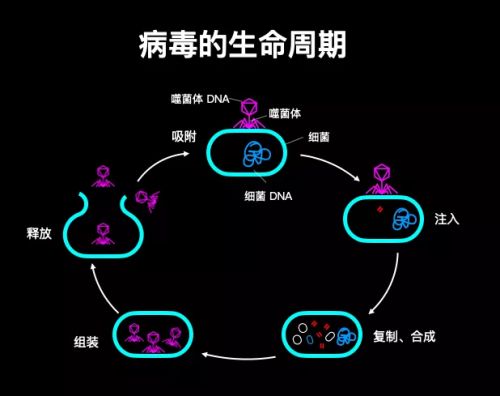 病毒竟然是哺乳动物进化出胎盘的重要原因？ ｜ 造就Talk·闻婧