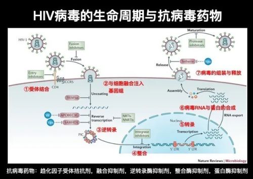 病毒竟然是哺乳动物进化出胎盘的重要原因？ ｜ 造就Talk·闻婧