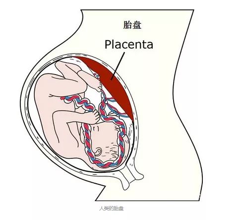 病毒竟然是哺乳动物进化出胎盘的重要原因？ ｜ 造就Talk·闻婧